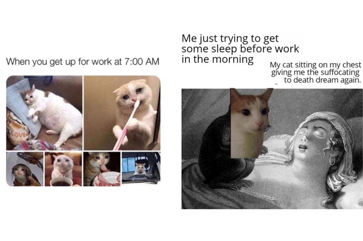 kolase meme kucing momen sebelum berangkat kerja