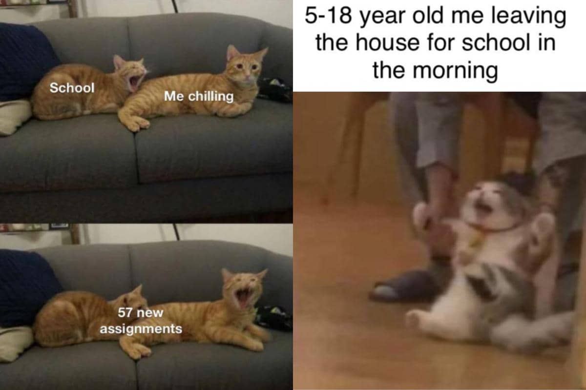 kolase meme kucing tentang sekolah 