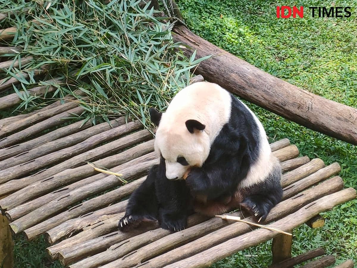 Panda jantan Cai Tao di Istana Panda Taman Safari Indonesia sedang bermain,