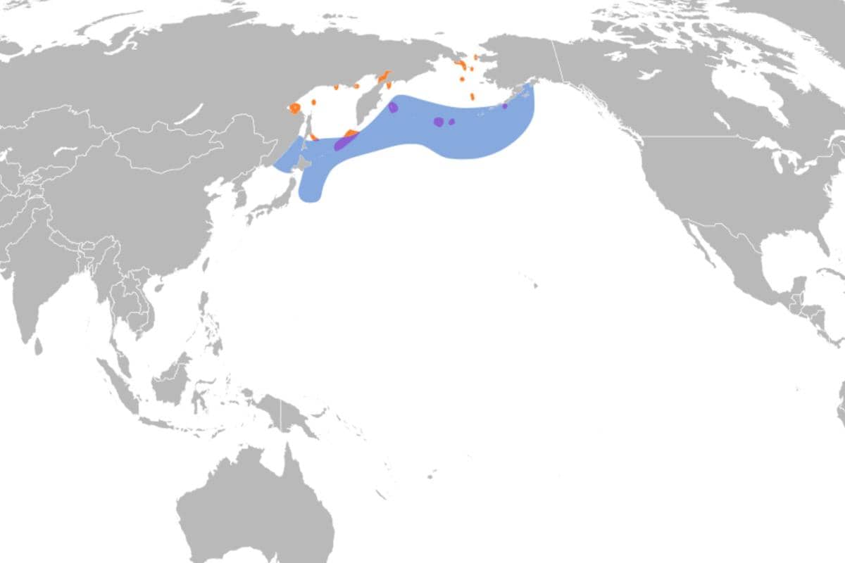 wilayah persebaran crested auklet