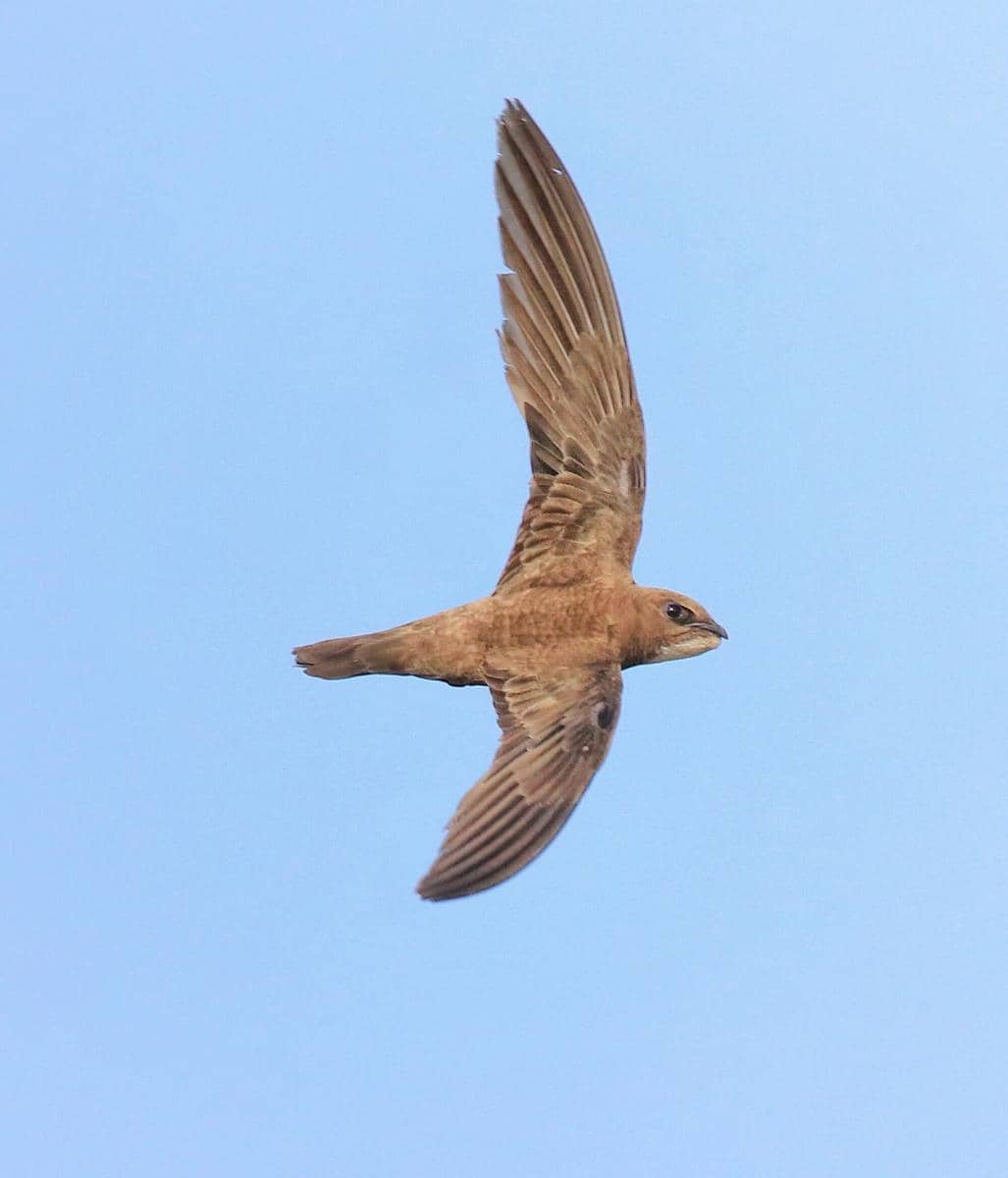 Alpine Swift 