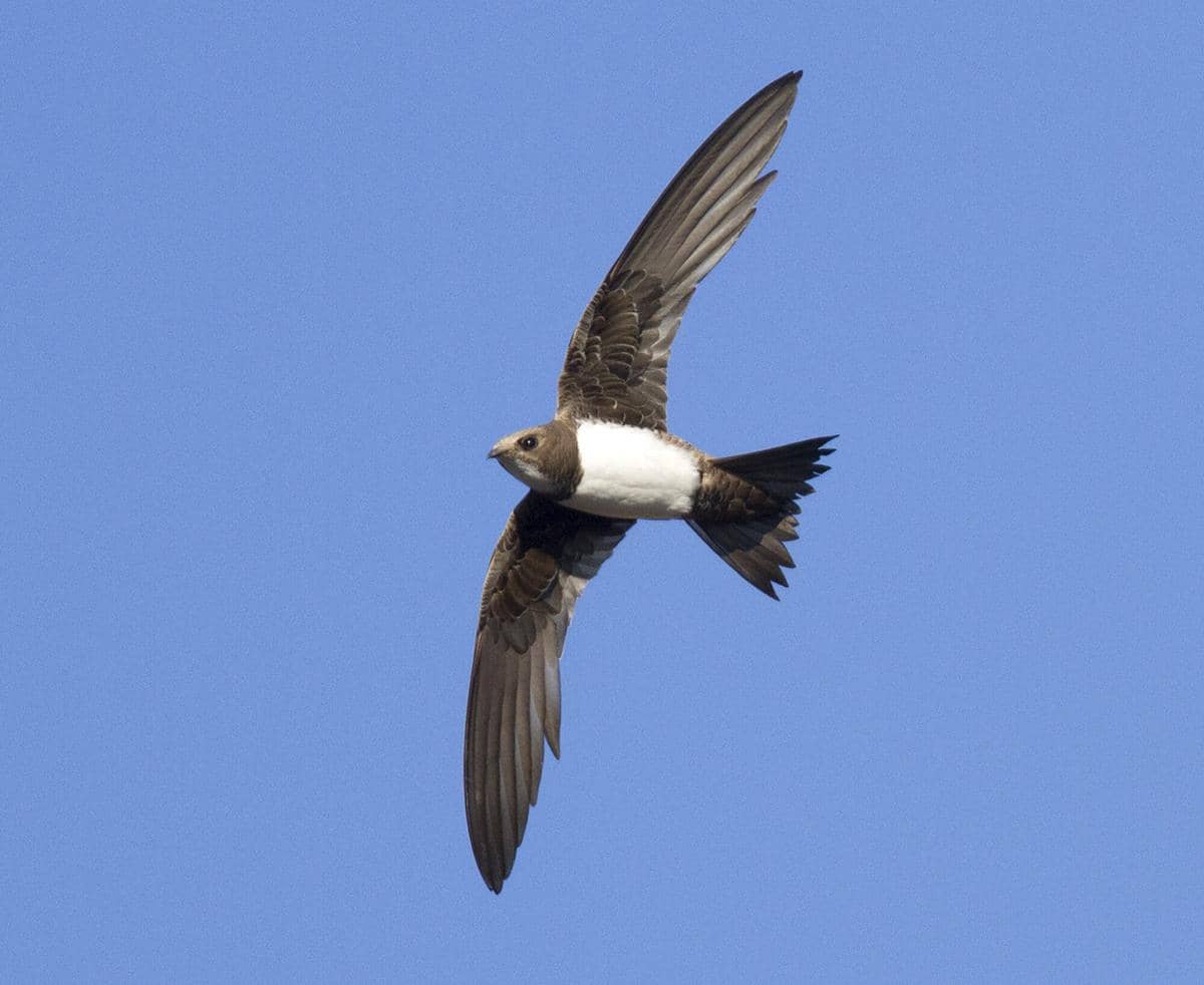 Alpine Swift 