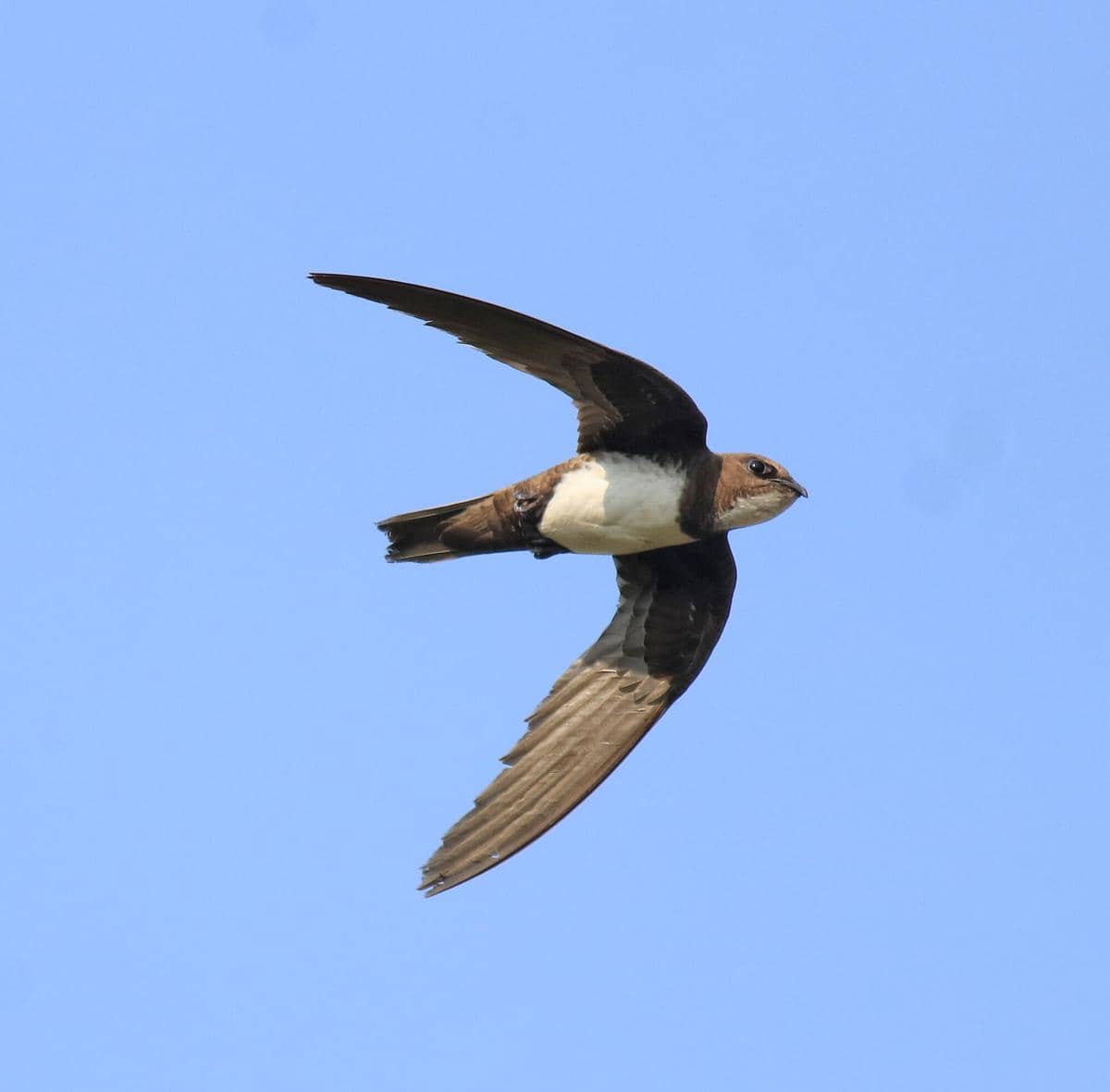 Alpine Swift 