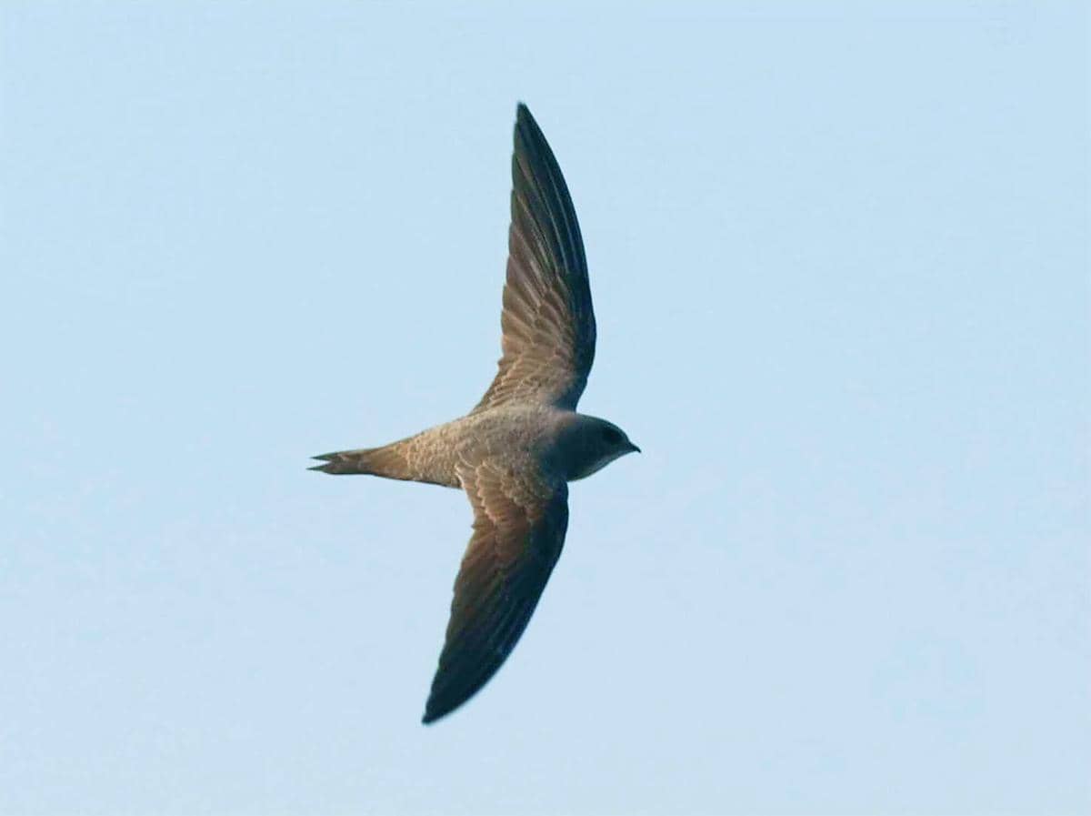 Alpine Swift 