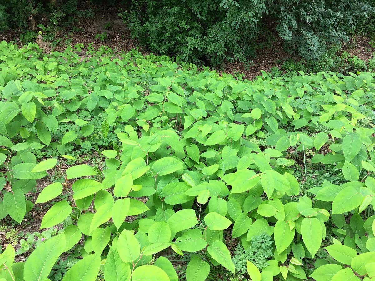 Potret Reynoutria japonica, tanaman invasif yang punya kemampuan alelopati