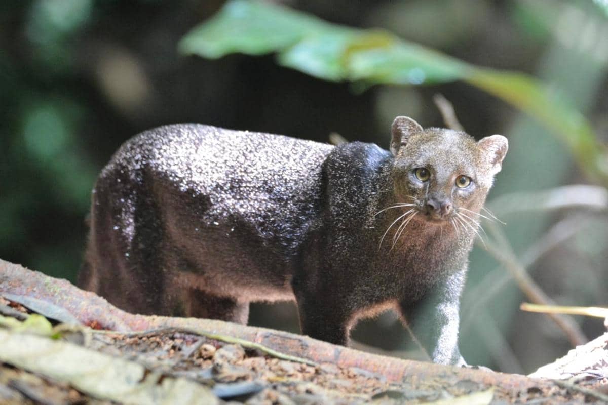 ilustrasi jaguarundi yang badannya mirip berang-berang
