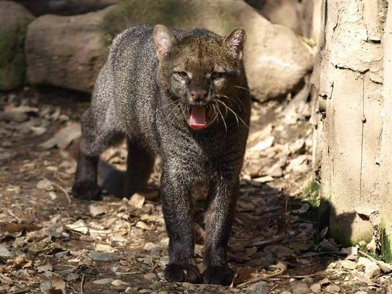 ilustrasi jaguarundi yang cerewet