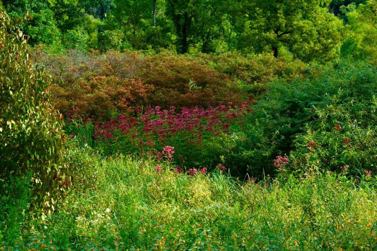 Potret tanaman invasif