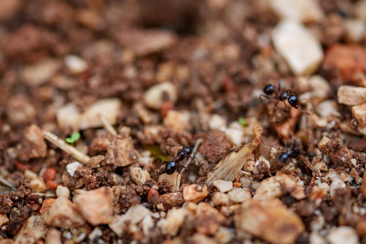 ilustrasi kehidupan koloni kecil Dinoponera gigantea