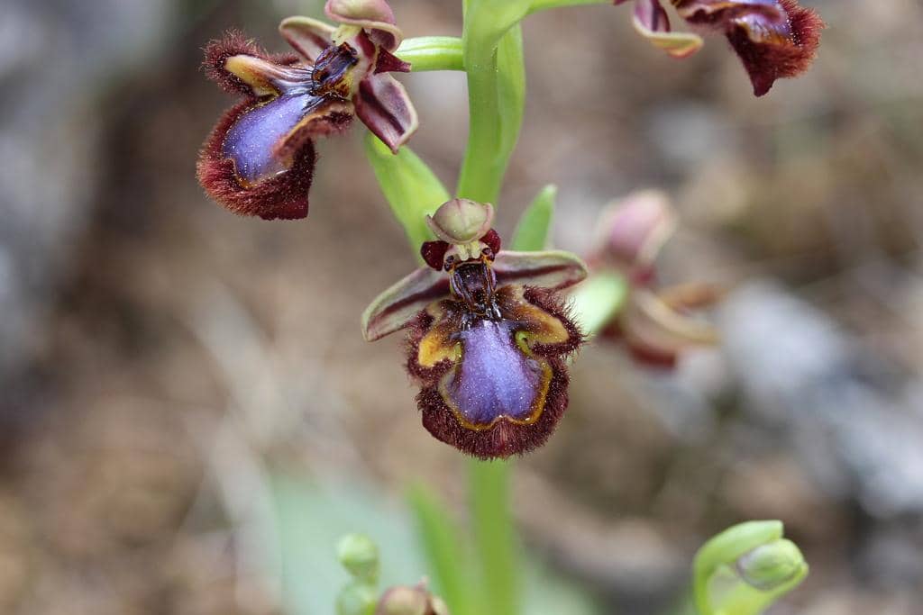 Ophrys speculum