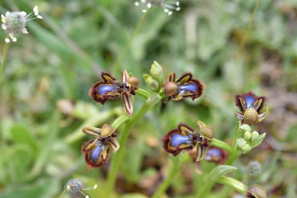 Ophrys speculum