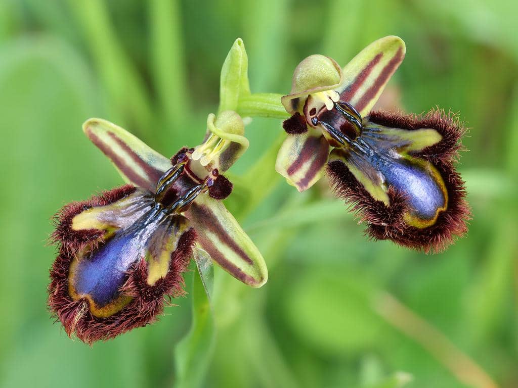 Ophrys speculum