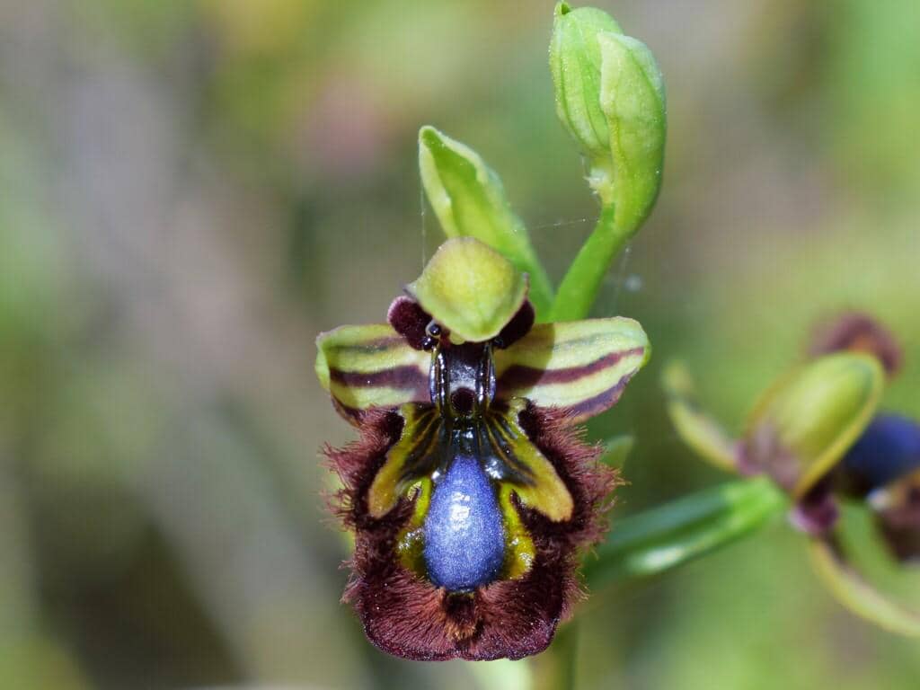 Ophrys speculum ssp. speculum