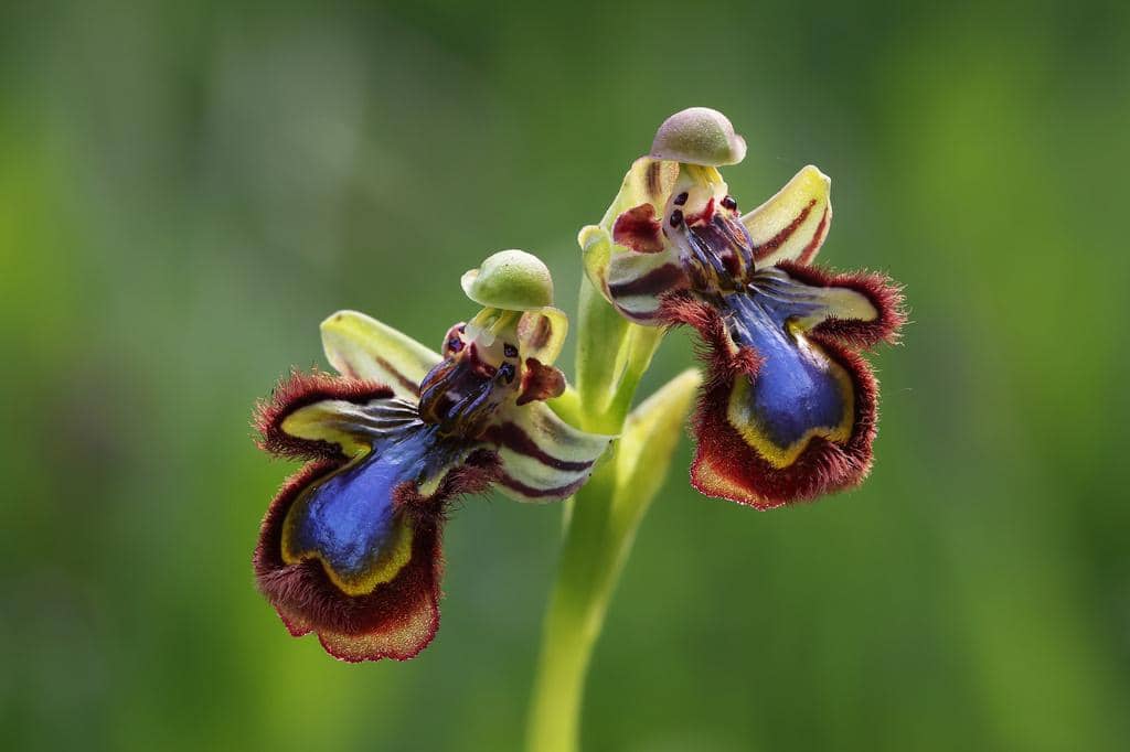 Ophrys speculum ssp. speculum