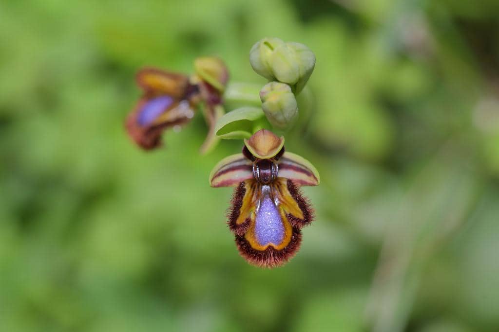 Ophrys speculum