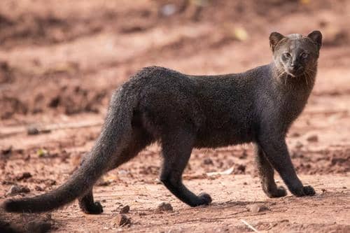 ilustrasi jaguarundi si kucing berang-berang misterius