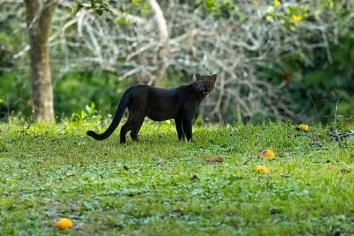 ilustrasi jaguarundi hewan diurnal