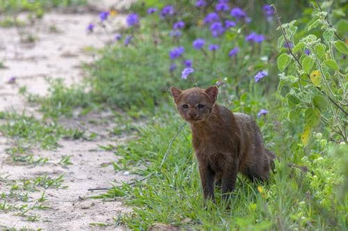 ilustrasi jaguarundi yang tidak selalu teritorial