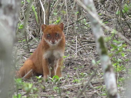ilustrasi jaguarundi yang jadi pemangsa serbabisa