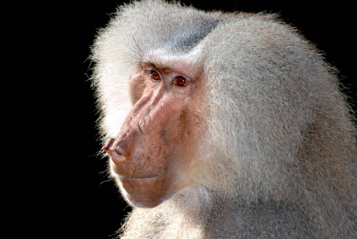 tampak dekat babun hamadria jantan