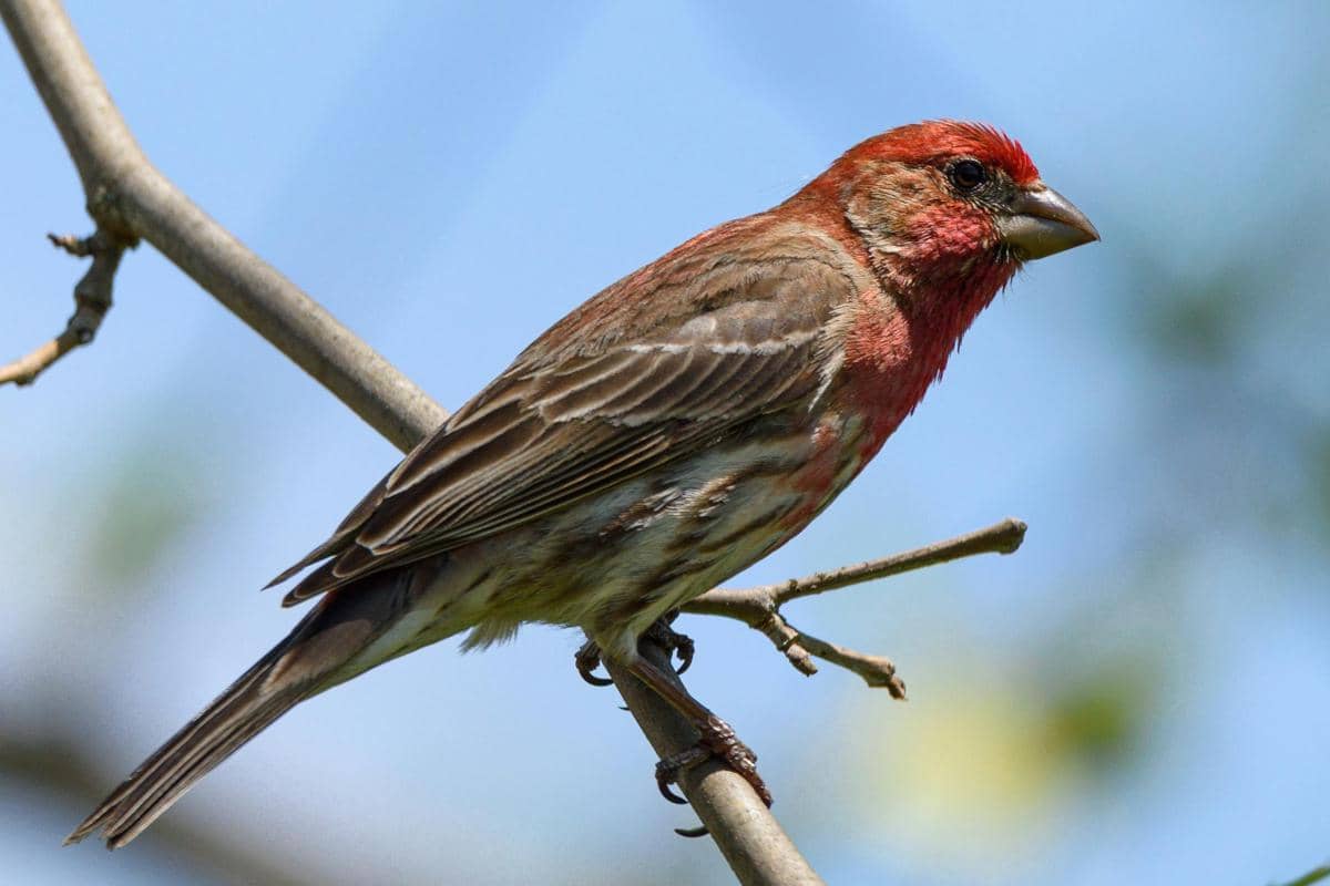 Burung House Finch