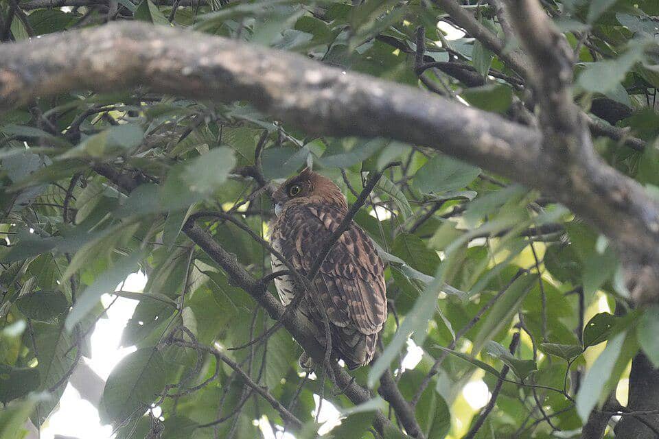 fakta burung elang filiphina