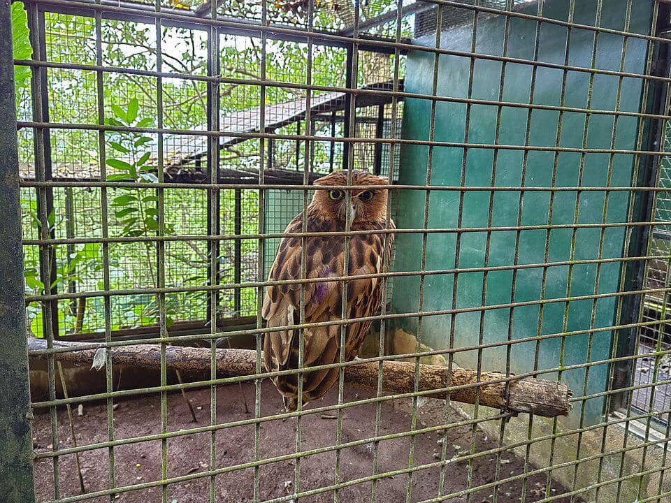 fakta burung elang Filiphina