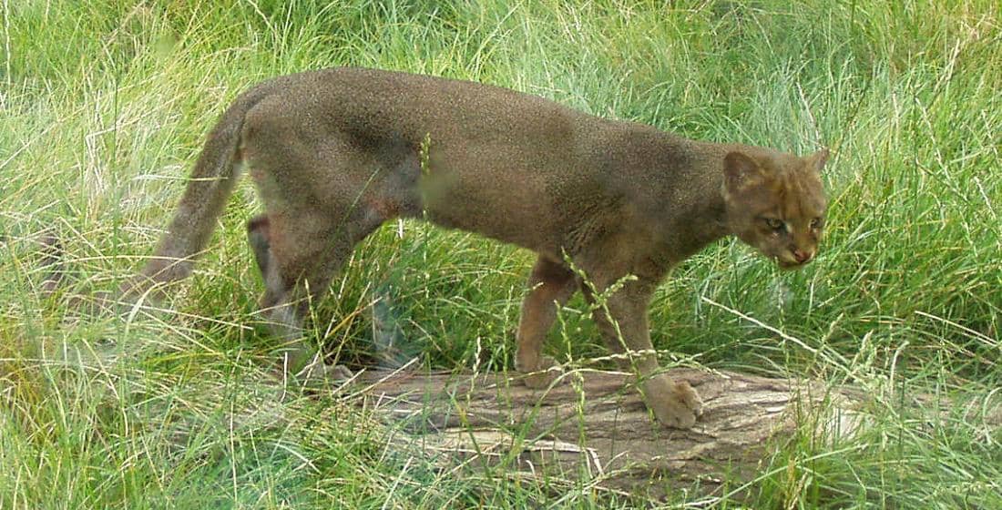 ilustrasi jaguarundi yang menyebar sangat luas