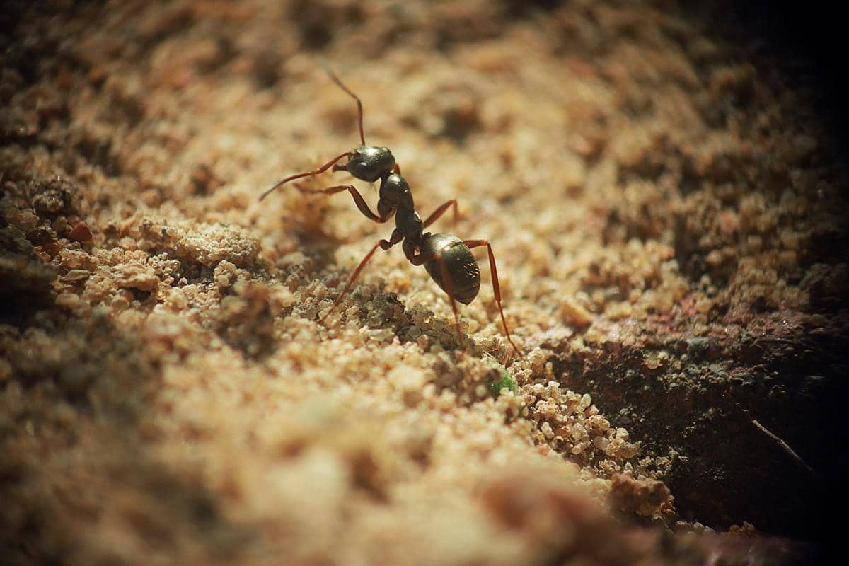 ilustrasi Dinoponera gigantea yang hidup dalam koloni tanpa ratu permanen