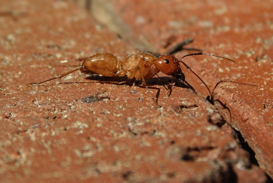 chesnut carpenter ant