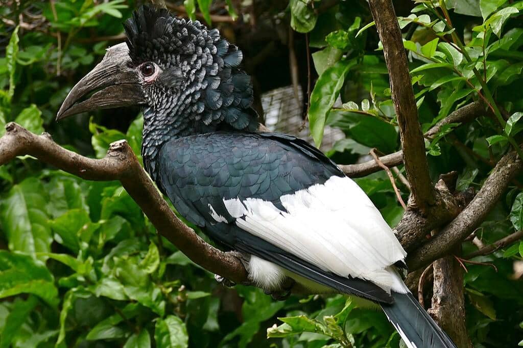 Black-and-white-casqued hornbill