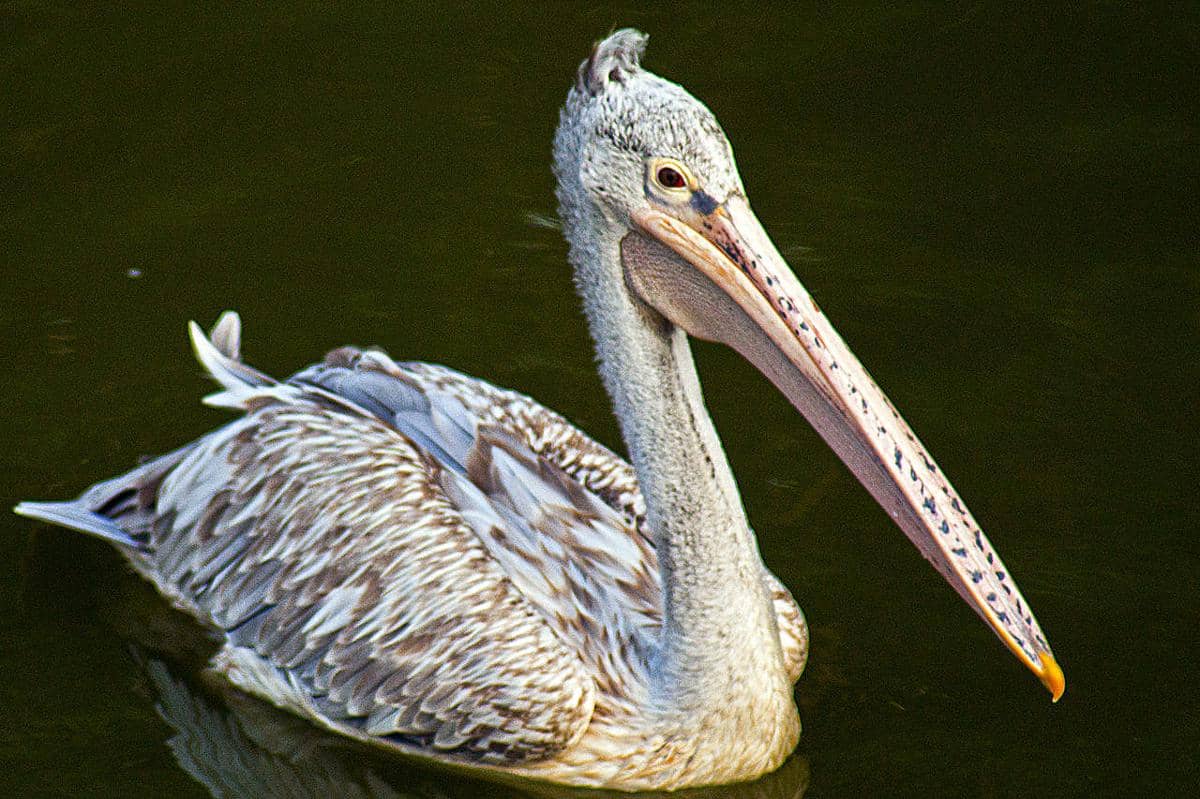 tampilan undan paruh totol