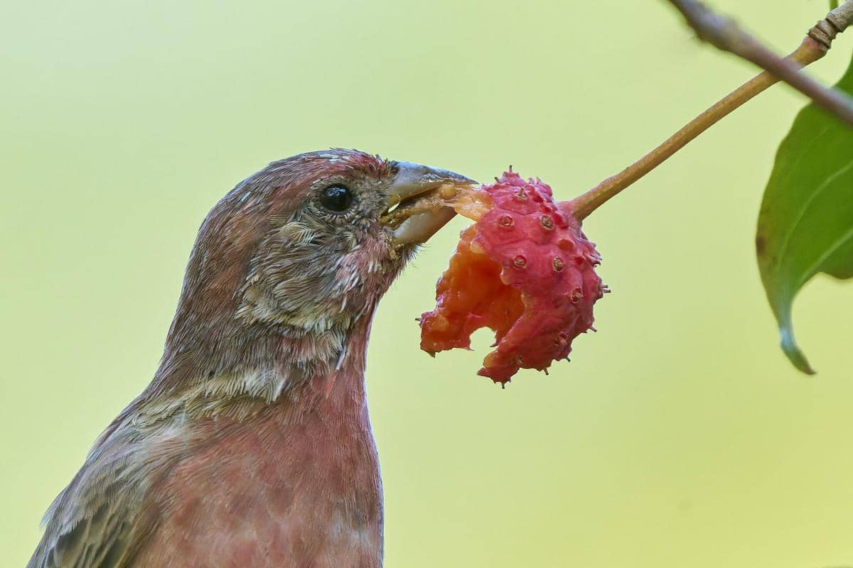 Burung House Finch 