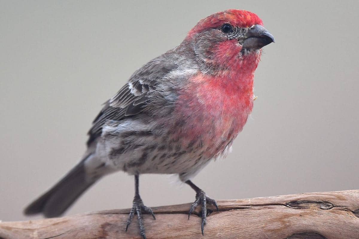 Burung House Finch 