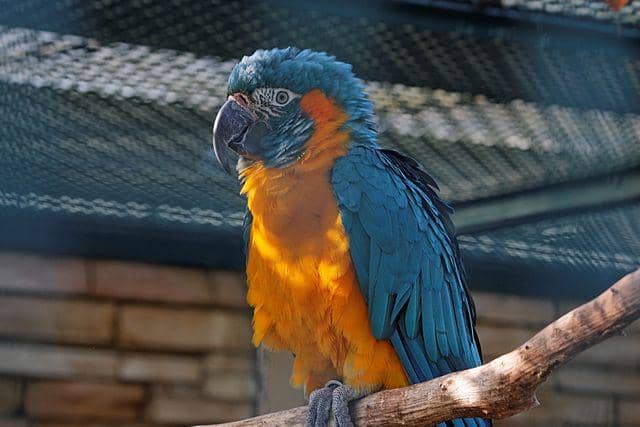 burung blue throated macaw 