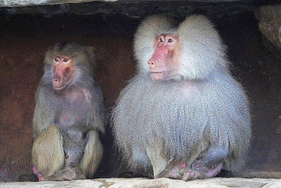 babun hamadria jantan dan betina duduk bersama