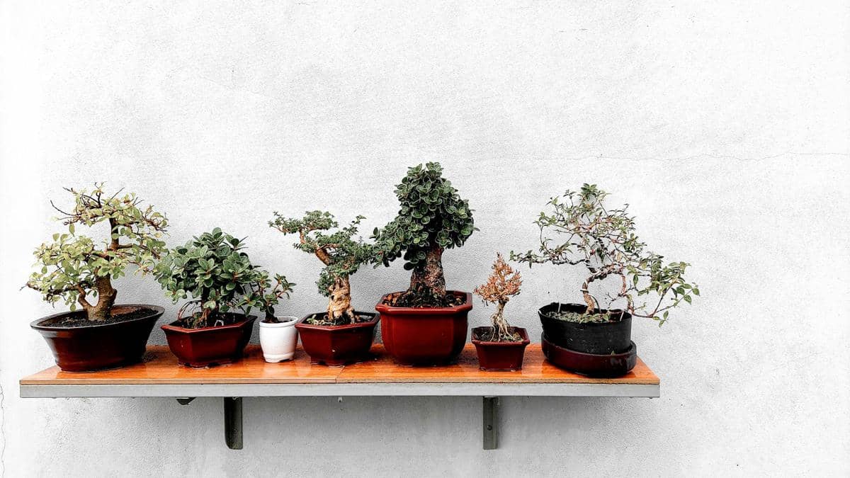 ilustrasi tanaman bonsai