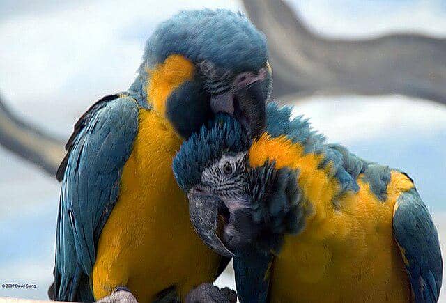 burung blue throated macaw