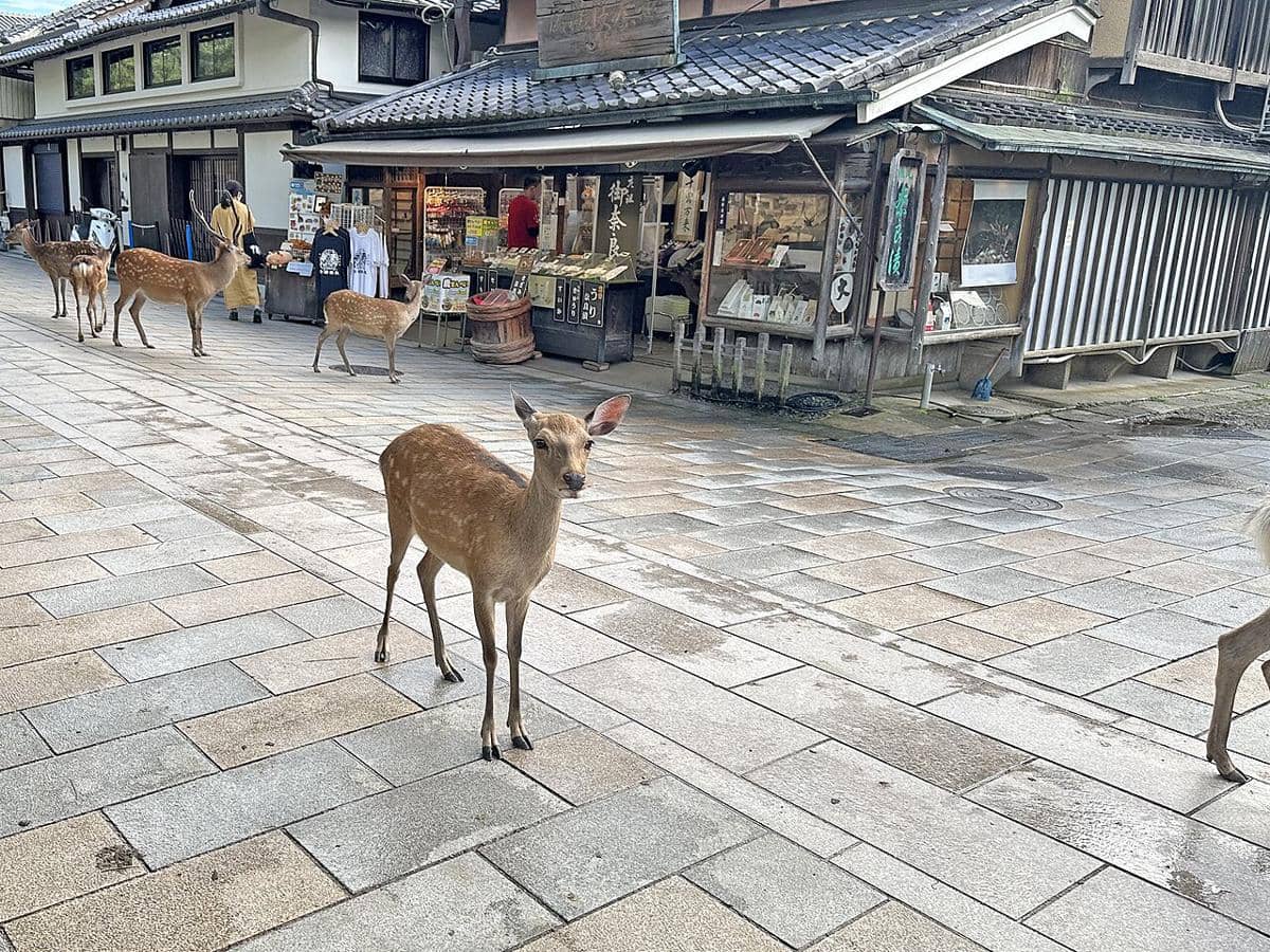 ilustrasi rusa di Nara