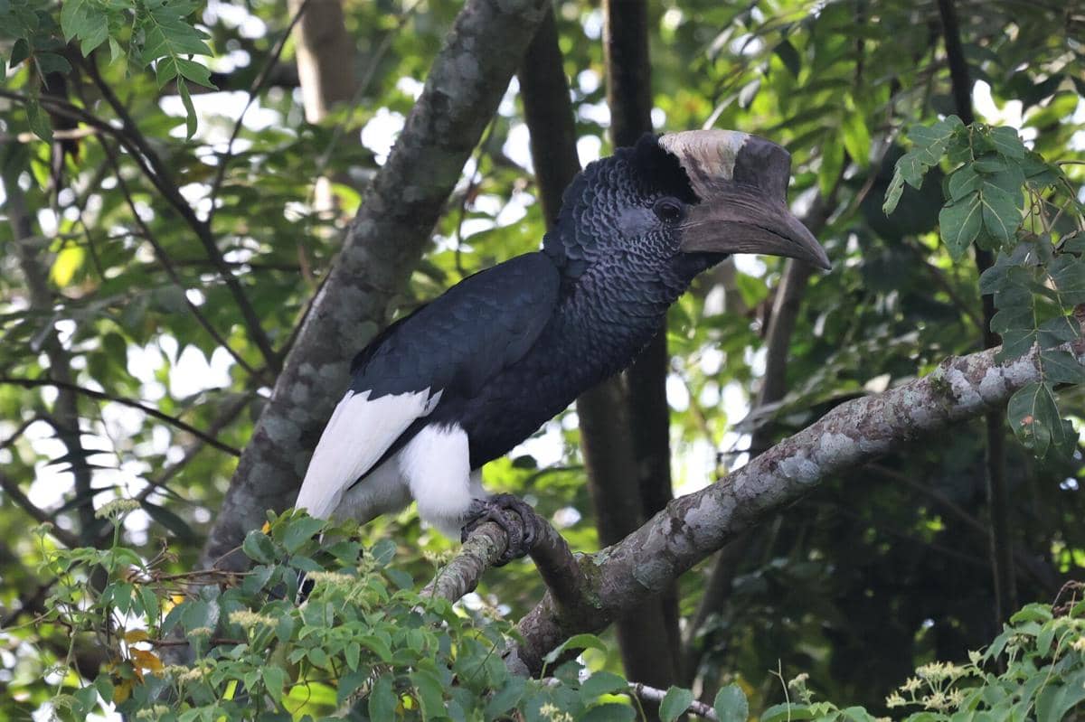 Black-and-white-casqued hornbill