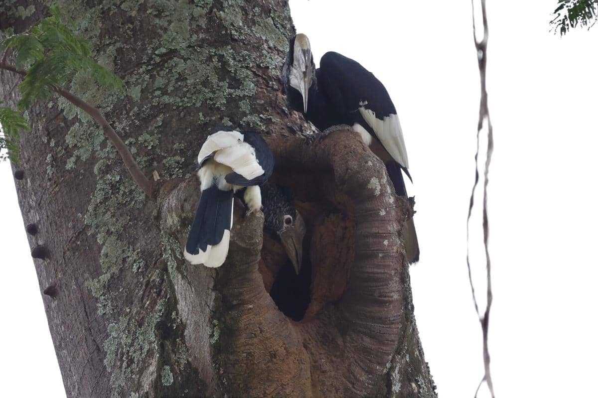 Black-and-white-casqued hornbill