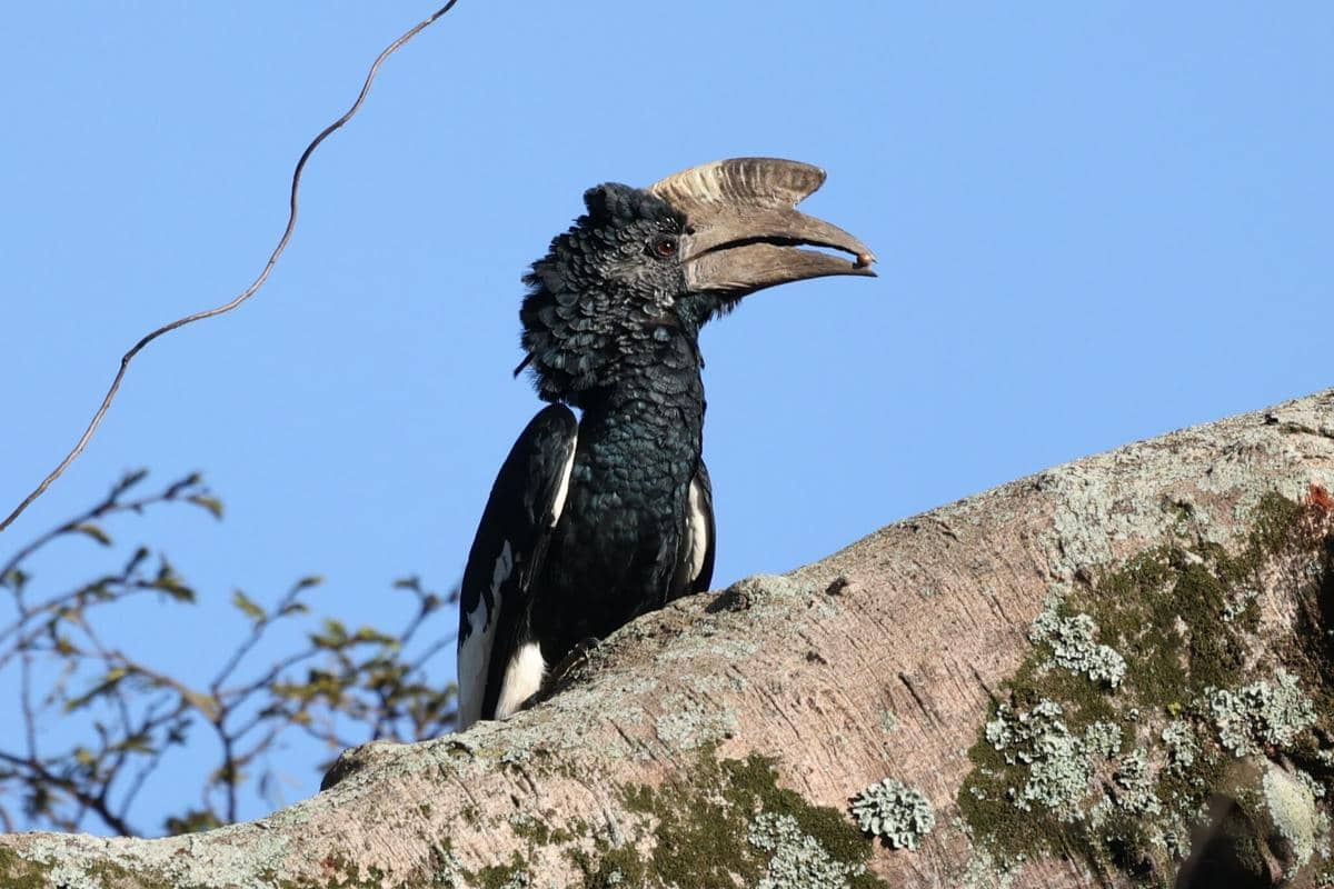 Black-and-white-casqued hornbill
