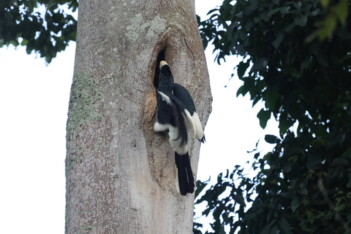 Black-and-white-casqued hornbill