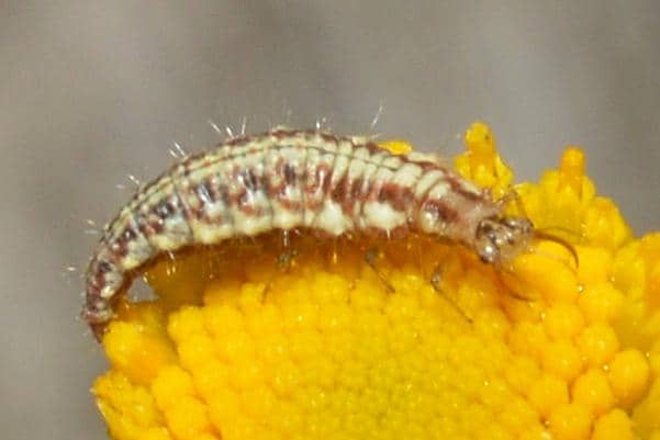 Larva Chrysoperla sp.