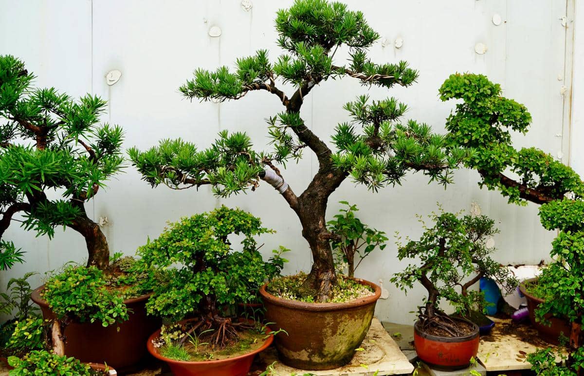 ilustrasi tanaman bonsai