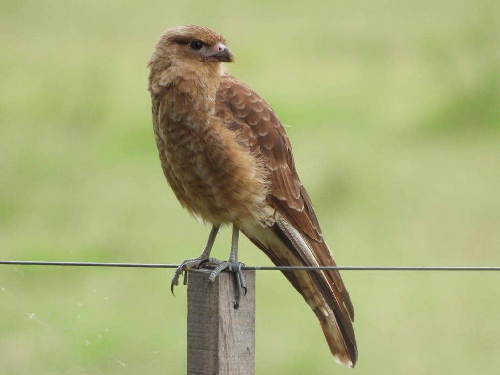 foto Daptrius chimango 