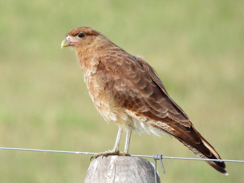 foto Daptrius chimango 