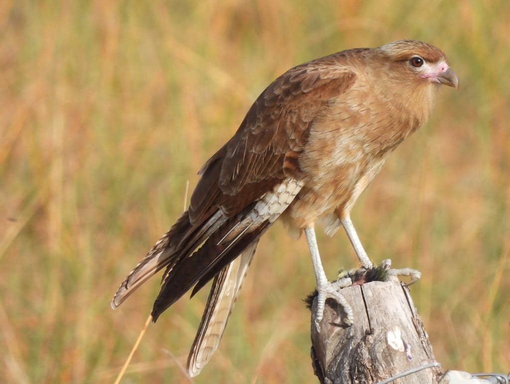 foto Daptrius chimango 