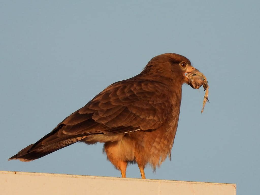 foto Daptrius chimango