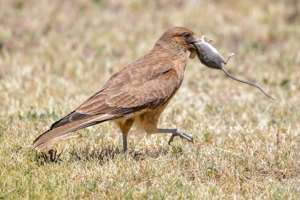 foto Daptrius chimango